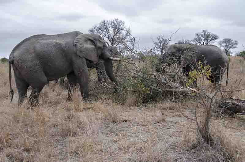 51 - Elefantes - reserva Sabi Sands - Sudafrica